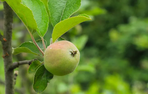 Apple, fruit, twig