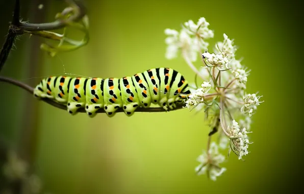 Flower, macro, caterpillar, Papilio machaon caterpillar