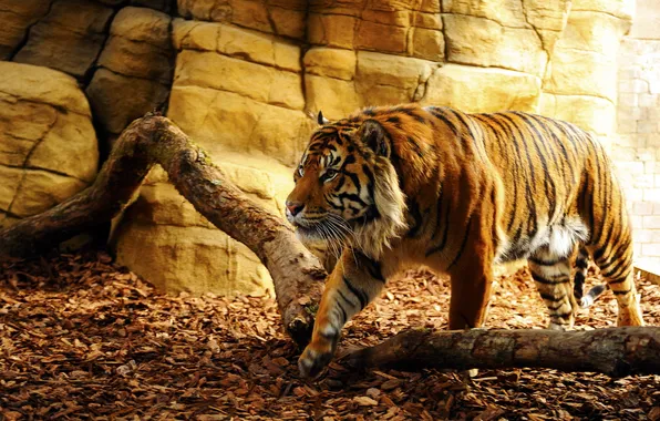 Picture look, tiger, predator, cave