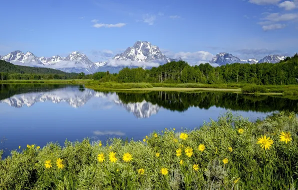 Picture summer, flowers, mountains, meadow