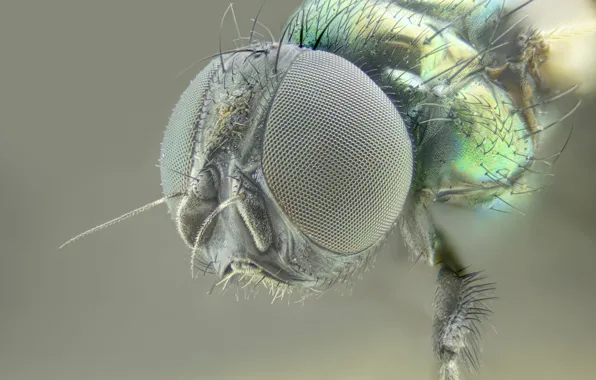 Fly, background, portrait