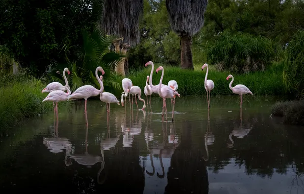 Picture Flamingo, Namibia, Nadezhda Demkina