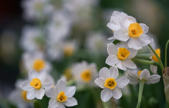 White, daffodils, bokeh