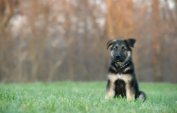 Grass, dog, puppy, bokeh, German shepherd