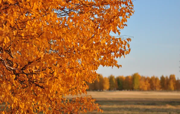 Picture field, autumn, leaves, the sun, trees, nature