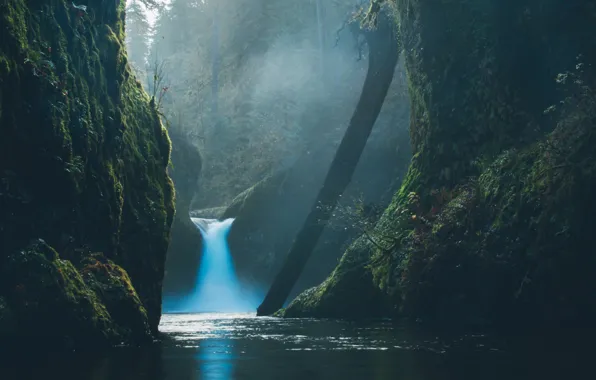 Wallpaper forest, water, nature, waterfall