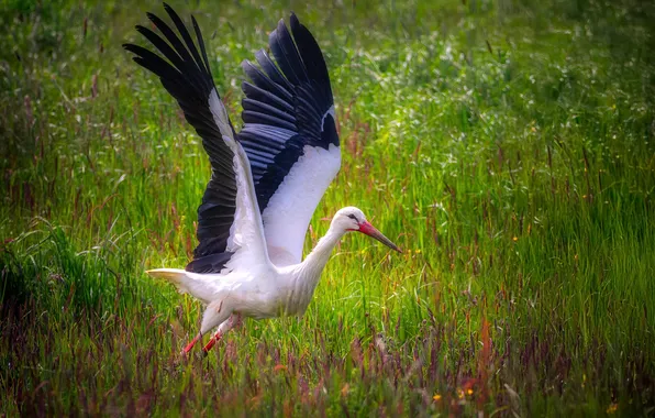 Summer, bird, stork