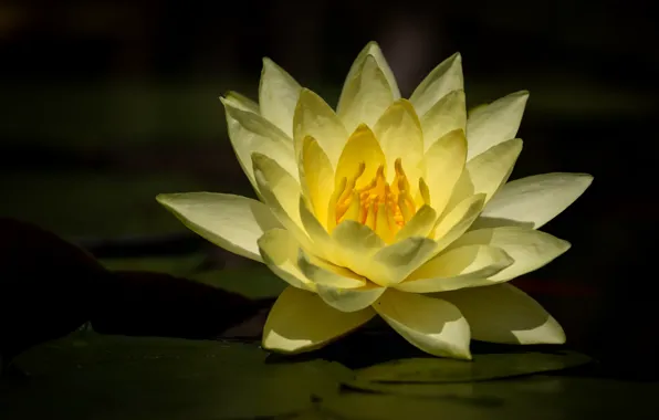 Flower, the dark background, Lily, pond, yellow, Nymphaeum, water Lily