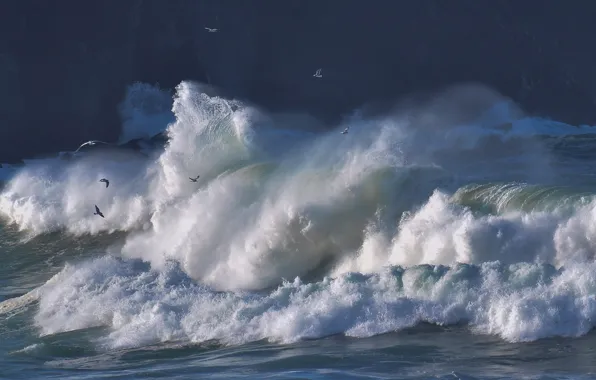 Wave, birds, storm, the ocean, seagulls, The Atlantic ocean