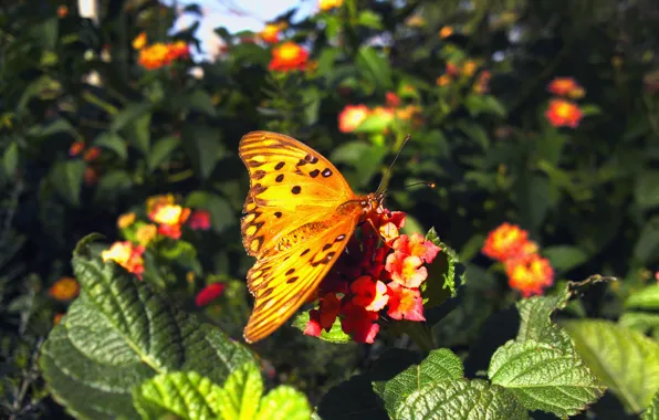 Picture flowers, colors, Butterfly, butterfly, flowers, Green leaves, Green leaves