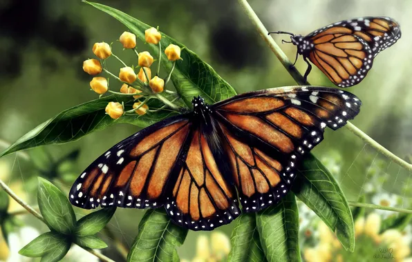 Flower, butterfly, nature, art, monarch