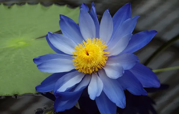 Picture water, sheet, pond, strip, blue, shadow, stem, Lotus
