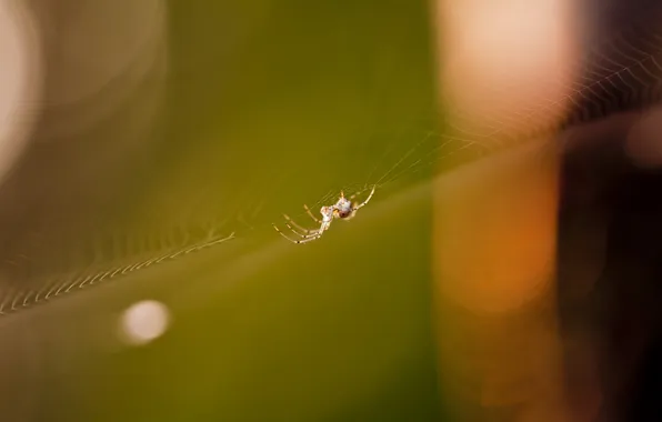 Nature, web, spider
