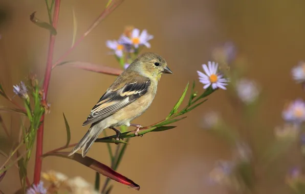 Flowers, nature, bird
