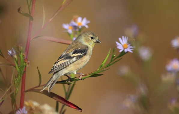 Picture flowers, nature, bird