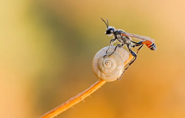 Nature, sprig, sink, insect, a blade of grass