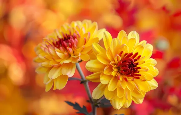 Macro, flowers, bright, yellow, orange background, Duo, chrysanthemum, bokeh