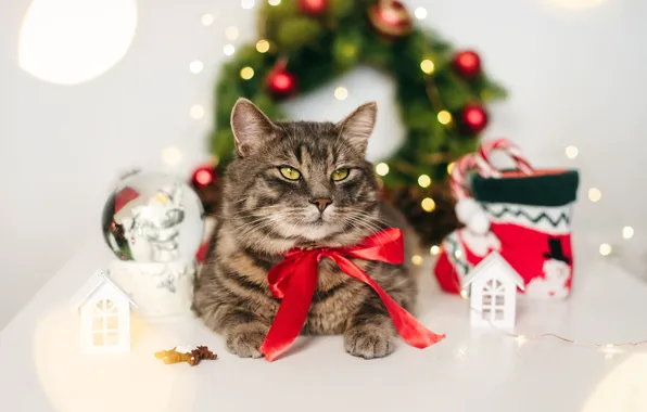Cat, cat, Christmas, New year, Christmas decorations