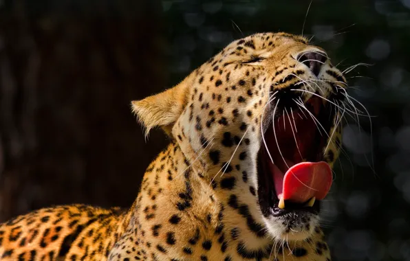 Language, face, mouth, leopard, fangs, wild cat, yawns