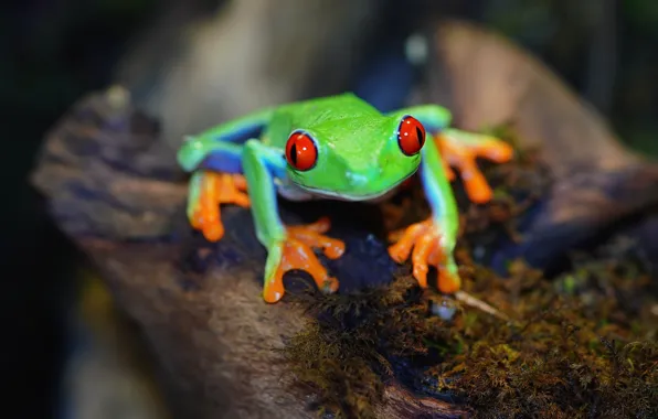 Look, the dark background, moss, frog, green, bokeh, red-eyed tree frog