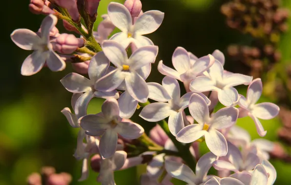 Spring, lilac, twig, blooming