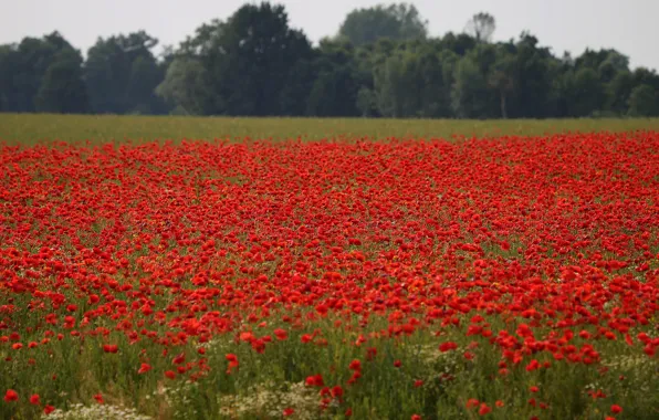 Trees, flowers, Maki, red, bokeh, poppy field