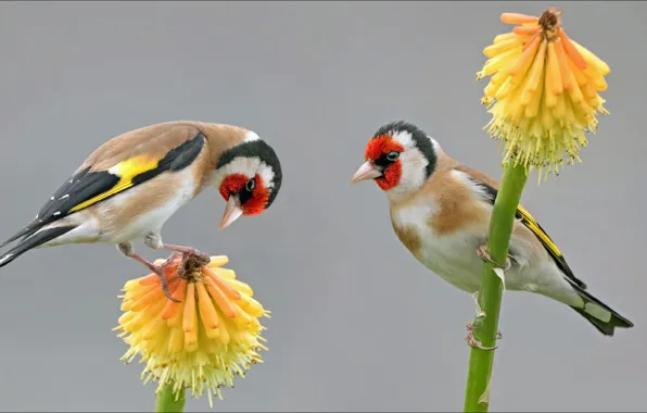 Birds, nature, beauty, two, animals, nature, two, birds