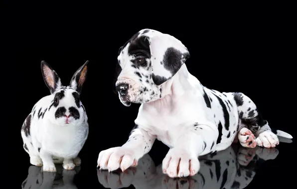 Picture portrait, dog, rabbit, puppy, black background, spotted, Great Dane, Natalia Lays