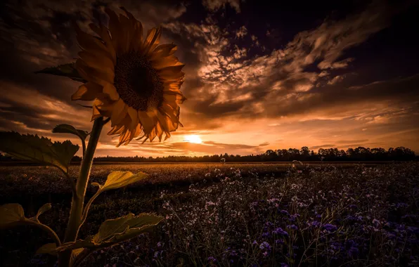 Picture field, night, sunflower