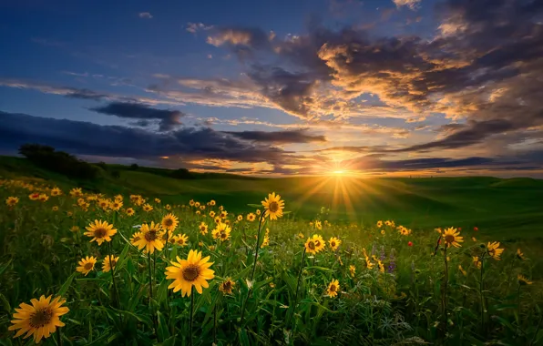 The sky, sunset, flowers, meadows, Palouse, Washington State, balsamorhiza, Washington