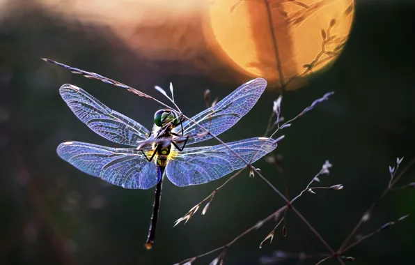 Picture macro, dragonfly, a blade of grass