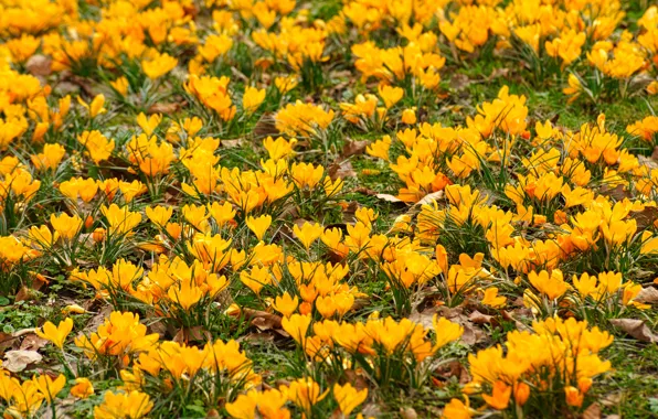 Picture flowers, yellow, glade, spring, crocuses, a lot