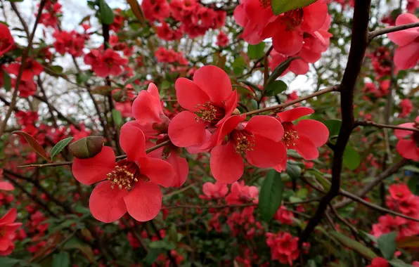 Flowers, branches, tree, spring, garden, red, flowering, quince
