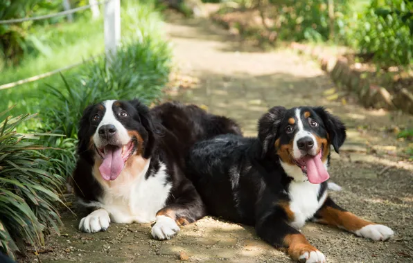 Language, dogs, grass, look, face, nature, pose, two