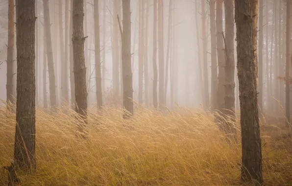 Autumn, forest, grass, trees, fog, trunks, morning, spikelets