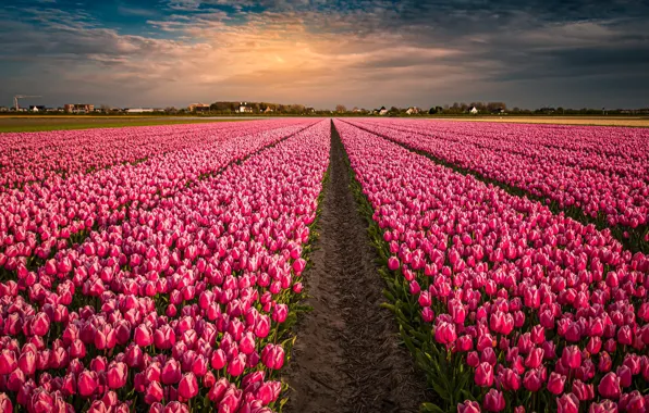 Field, flowers, tulips, pink, Netherlands, buds, a lot