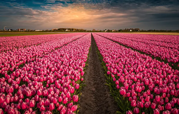 Picture field, flowers, tulips, pink, Netherlands, buds, a lot