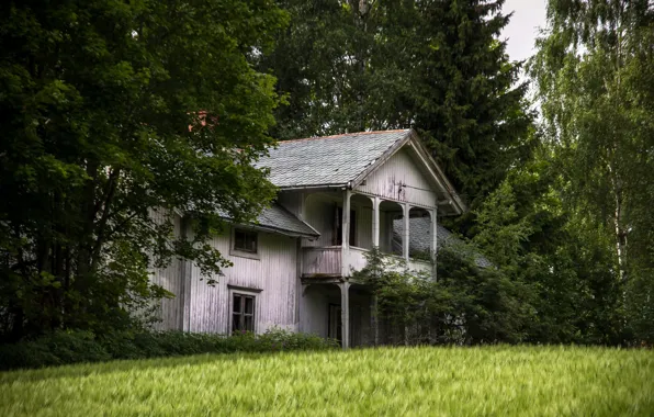 Picture field, trees, home