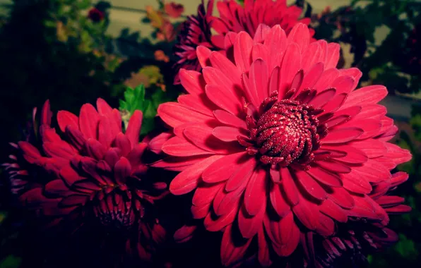 Flowers, nature, plants, garden, flora