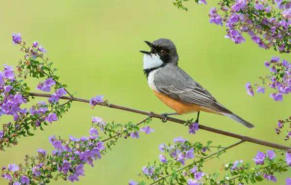 Picture flowers, branches, bird, feathers, singing