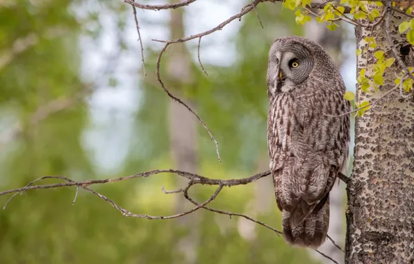 Tree, owl, bird, owl, aspen