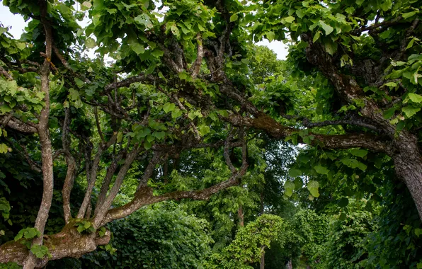 Trees, branches, nature, Shirin Raouf