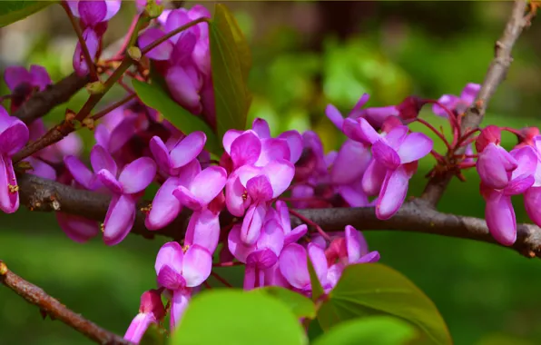 Branches, Spring, Spring, Flowering, Flowering, Purple flowers, The European Barannik, The European Cercis