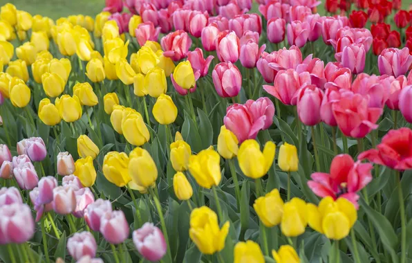 Flowers, spring, yellow, garden, tulips, pink, flowerbed, a lot