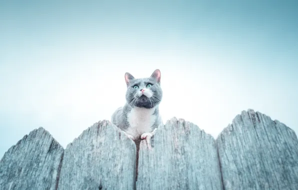 Picture cat, the fence, cat, fence, Vladimir Karamazov