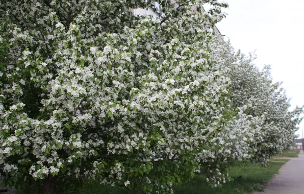 White, flowers, Apple