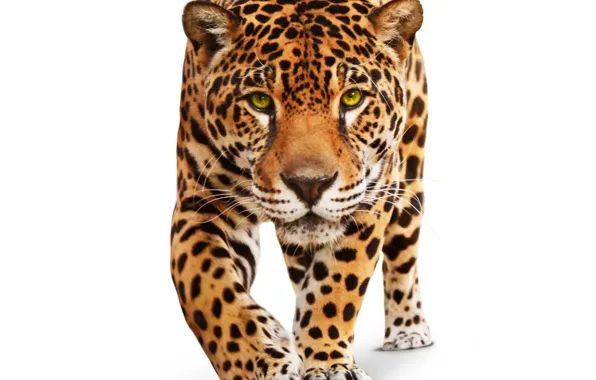 Picture animal, predator, white background, Jaguar, wild cat, green eyes