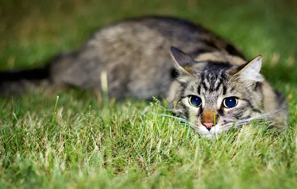 Grass, eyes, kitty, Cat, cute, grass, kitten, eyes