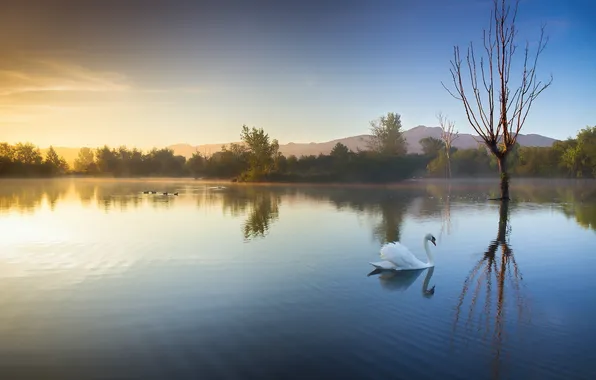 Landscape, lake, morning, swans