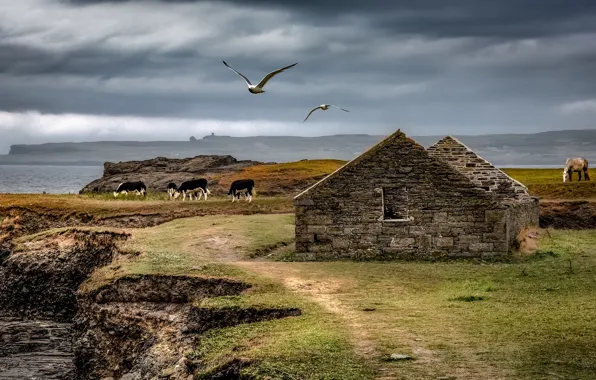 Sea, the sky, clouds, horse, bird, shore, horse, seagulls